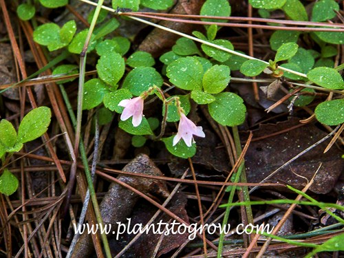 Twinflower (Linnaea borealis)
These plants are growing in the leaf litter of pine trees.  This area is a sand point  sticking out into the southern shore of one of the great lakes,  Lake Superior, USA
